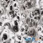 50 cm Breite Länge nach Wunsch