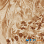 50 cm Breite Länge nach Wahl